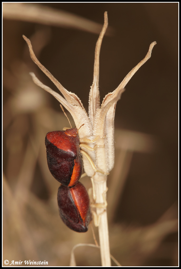Pentatomidae: Ventocoris achivus and trigonus from Israel